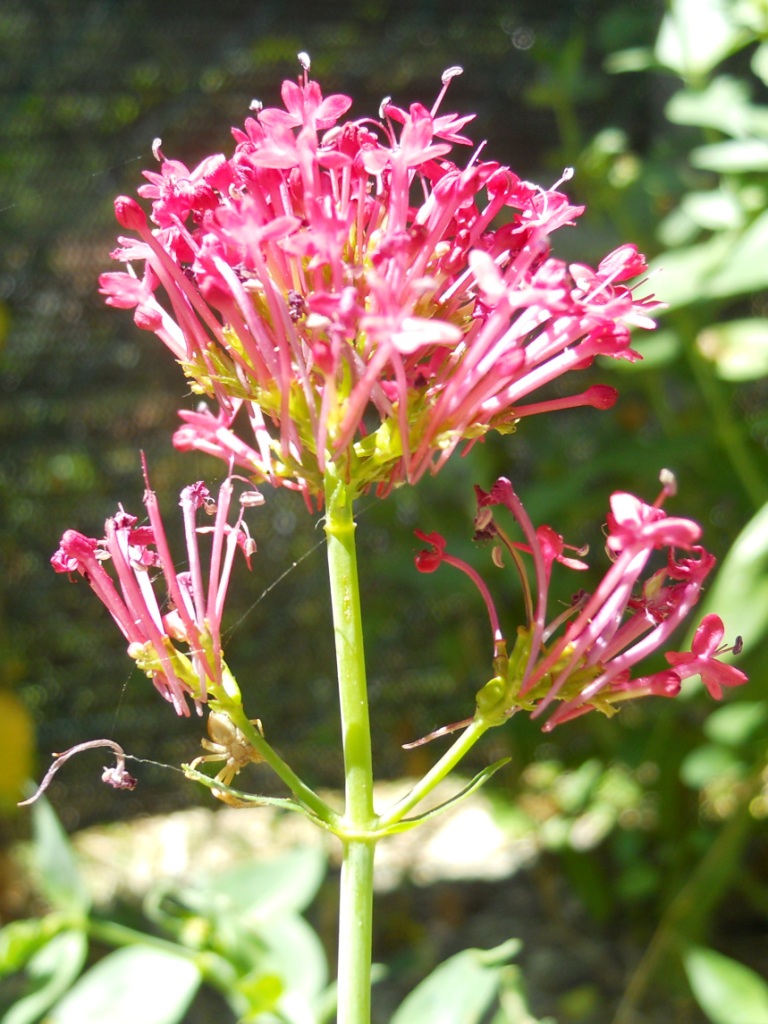 Centranthus ruber / Valeriana rossa